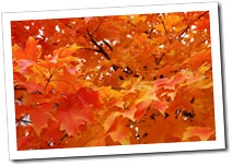 autumn-fall-leaves