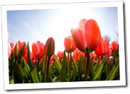 ottawa_spring_tulips